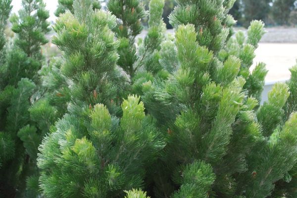 Adenanthos sericea Silver Sensation