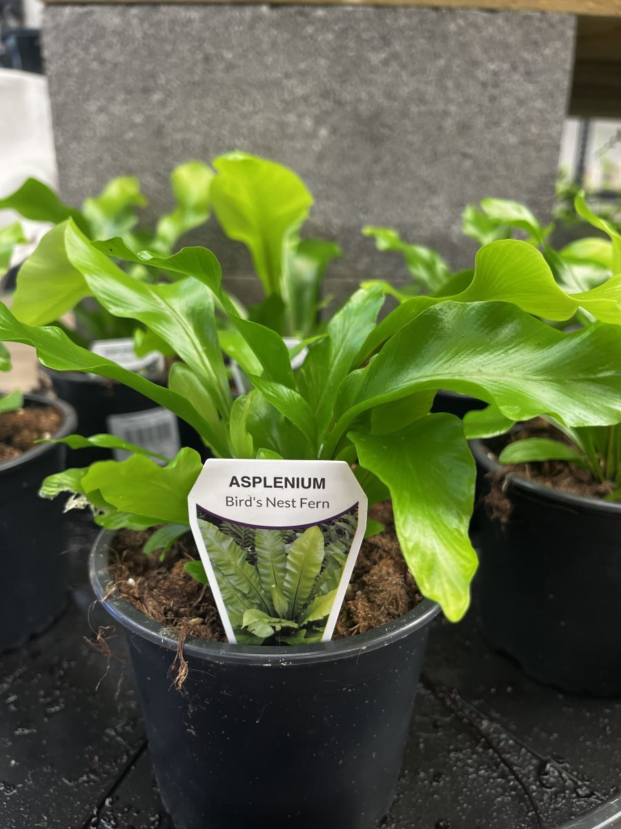 Asplenium nidus  {Birds Nest Fern}