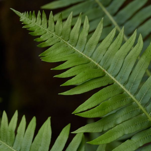 Blechnum nudum