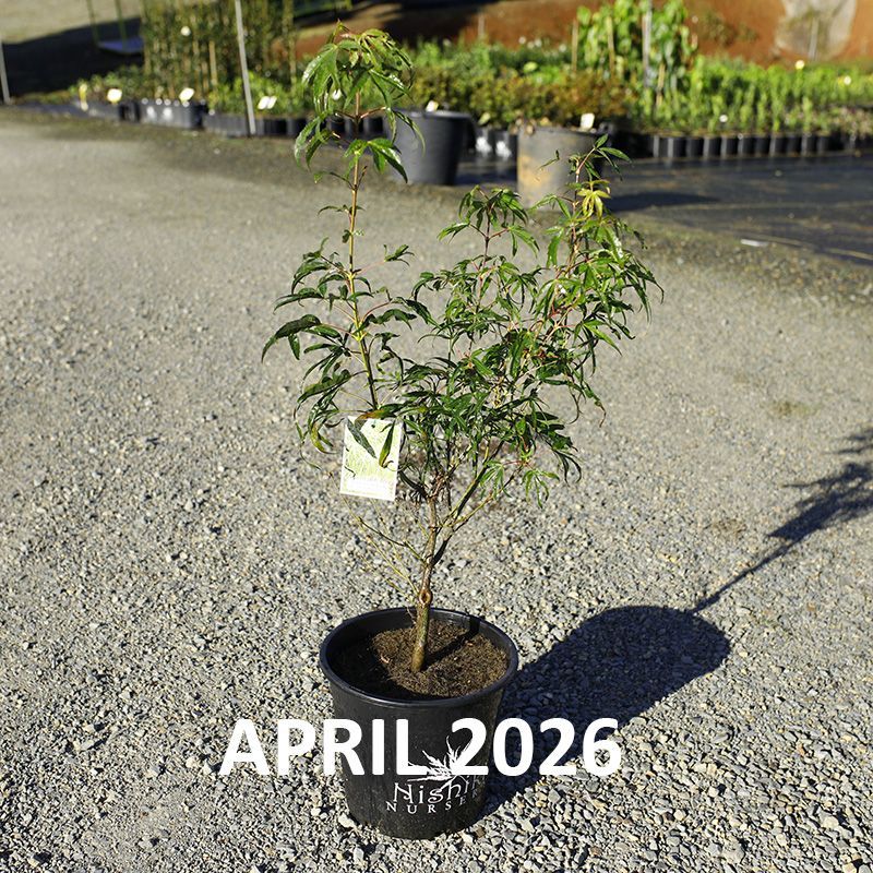 Acer palmatum Koto ito komanchi