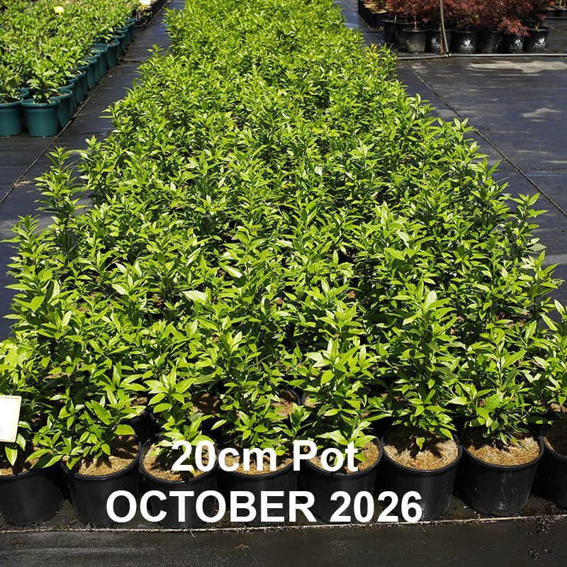 Laurus nobilis Miles Choice