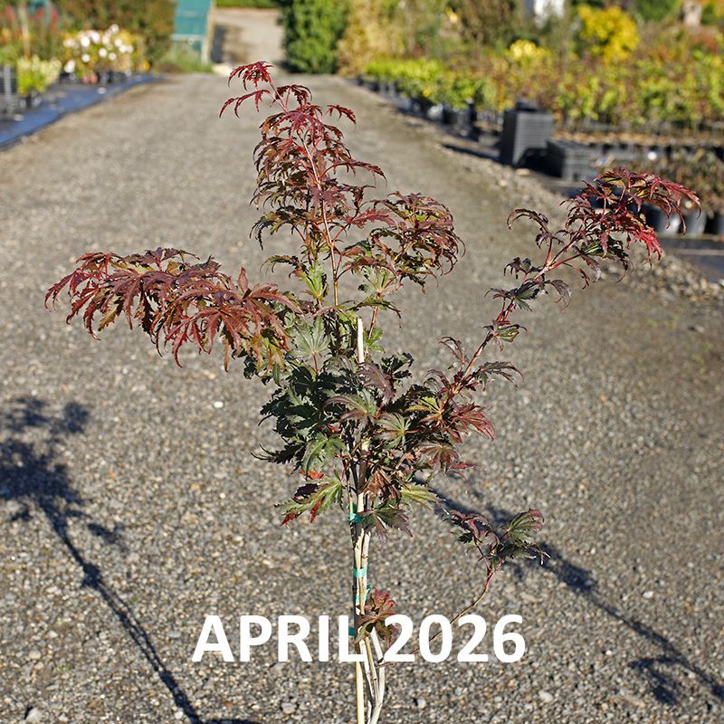 Acer palmatum Ariadne