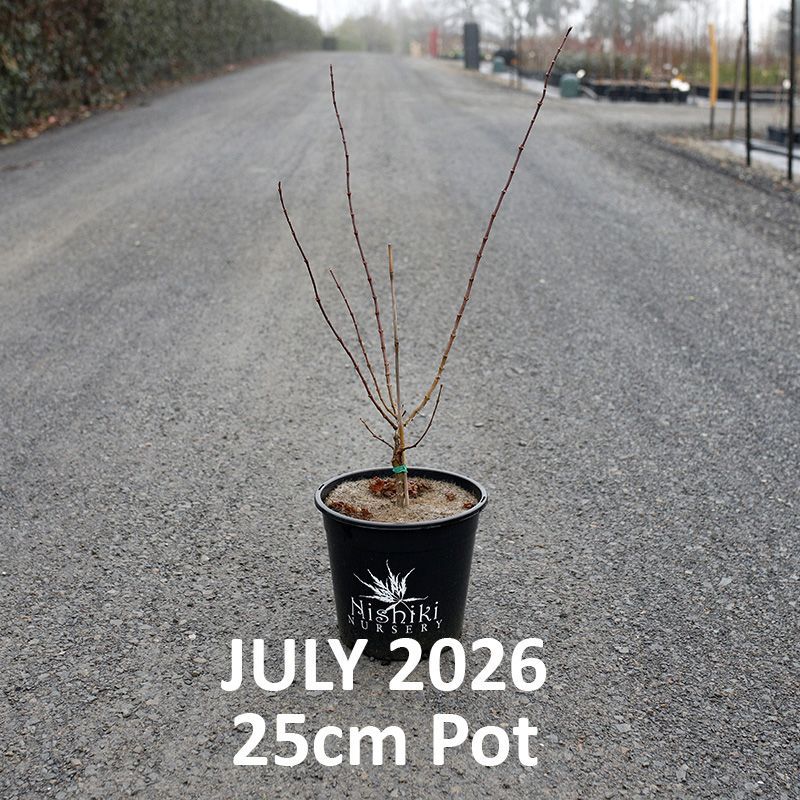 Acer palmatum Beni Hoshi