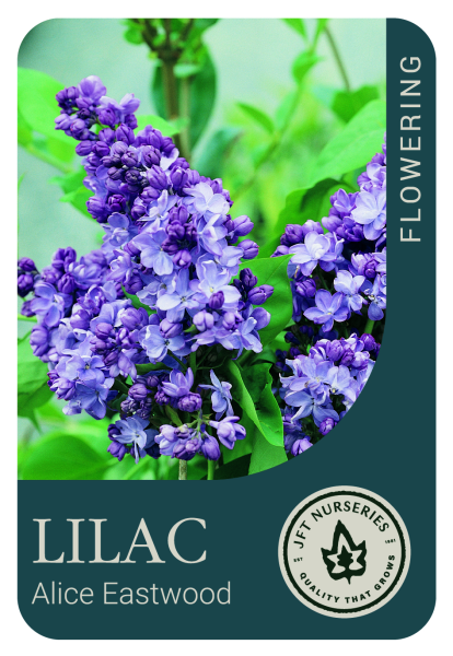 {Lilac - Alice Eastwood}  Syringa x hyacinthiflora