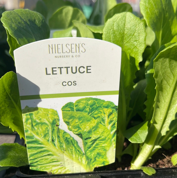{Lettuce - Cos}  Lactuca sativa