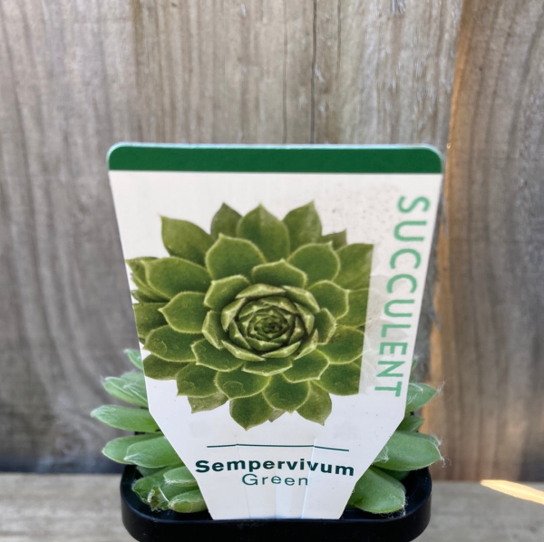 Sempervivum spp. Green