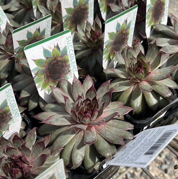 Sempervivum spp. Red