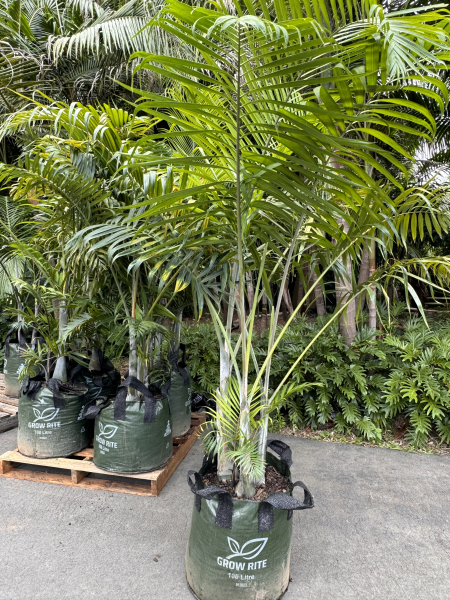 Cabadae Palm