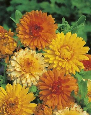 Calendula Pacific Beauty