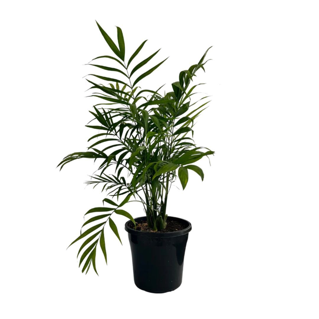 Chamaedorea elegans  {Parlour Palm}