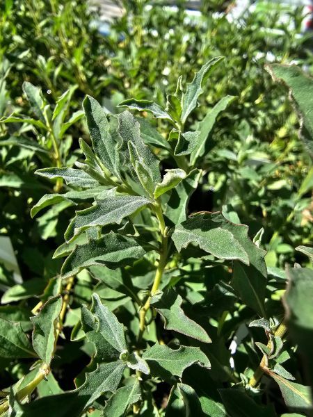 Atriplex semibaccata
