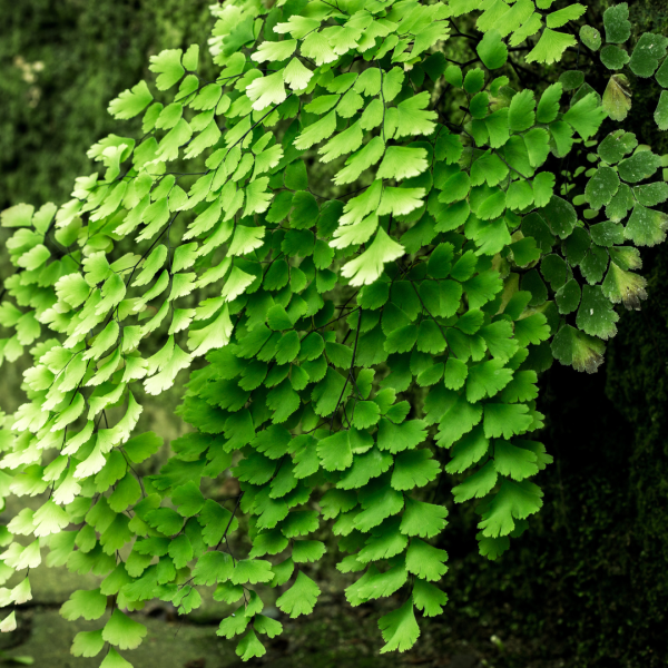 Adiantum hispidulum  {Rosy Maidenhair}