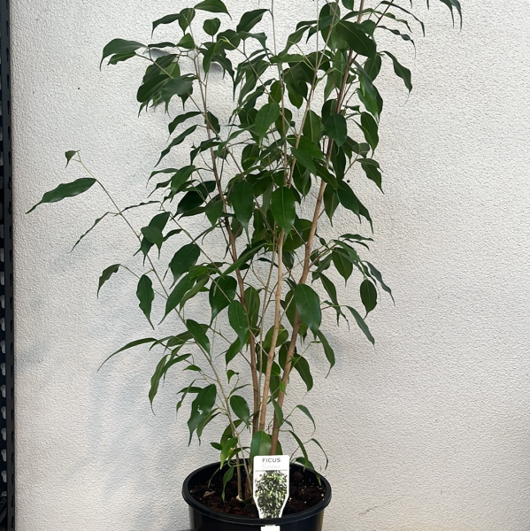 Ficus benjamina Evergreen