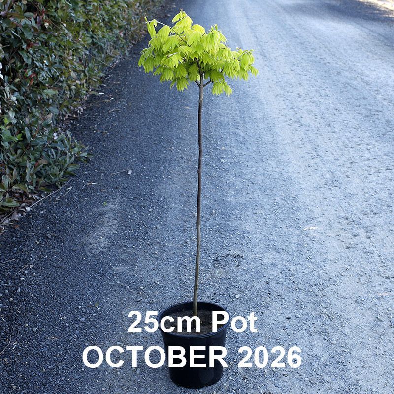 Acer shirasawanum Aureum  {Golden Full Moon Maple}  Standards