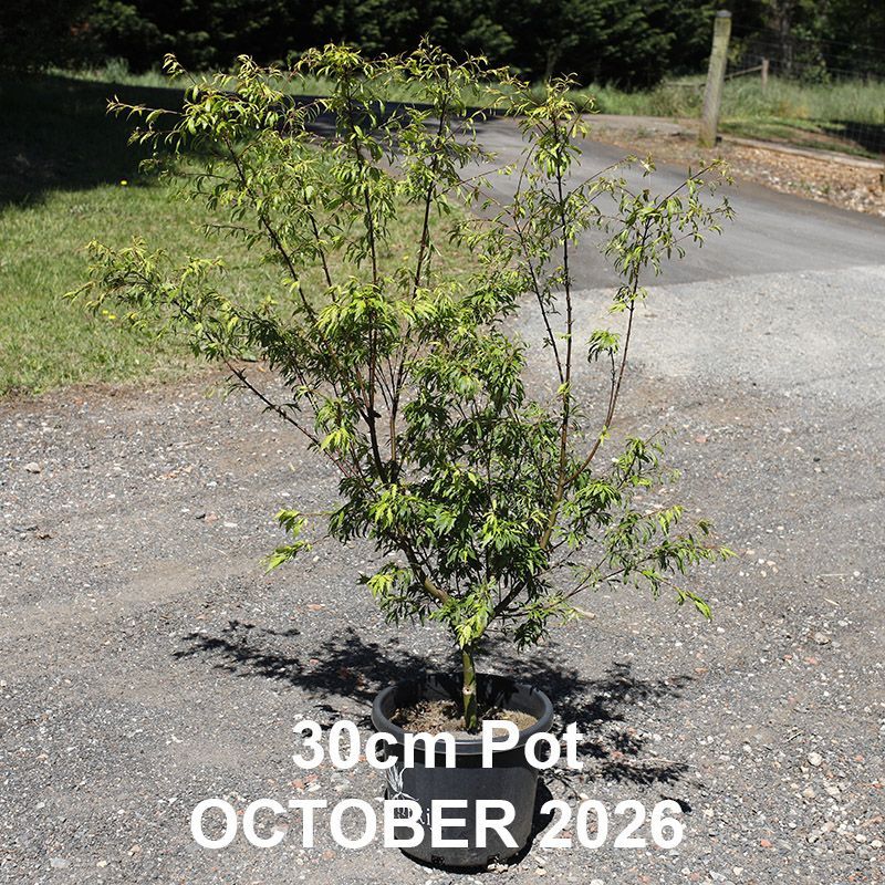 Acer palmatum Koshimino