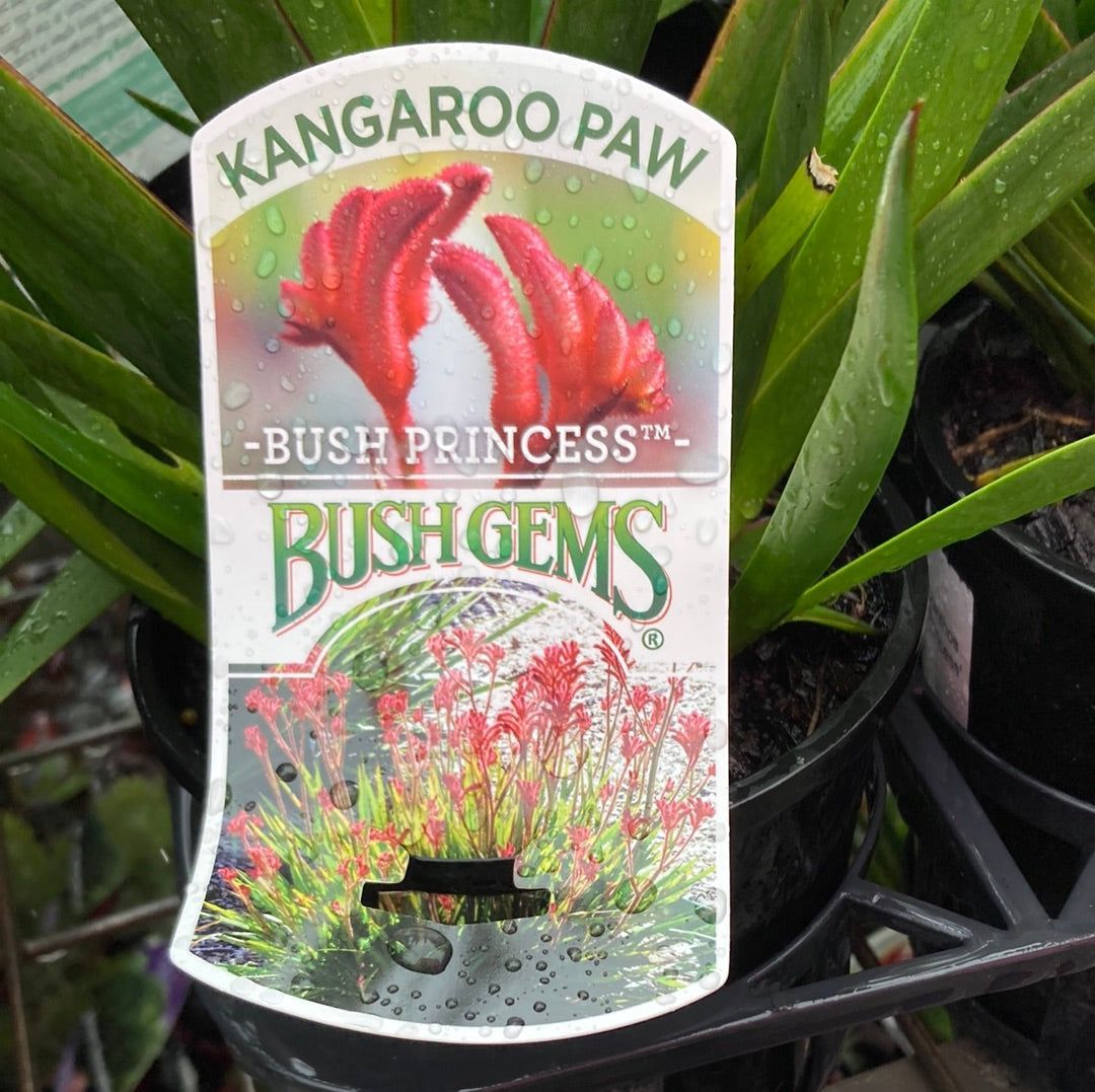 Anigozanthos Bush Princess