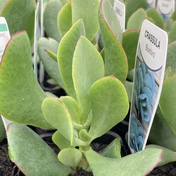 Crassula Bluebird