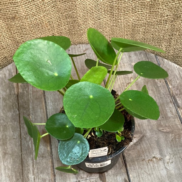 Pilea peperomioides  {Chinese Money Plant}