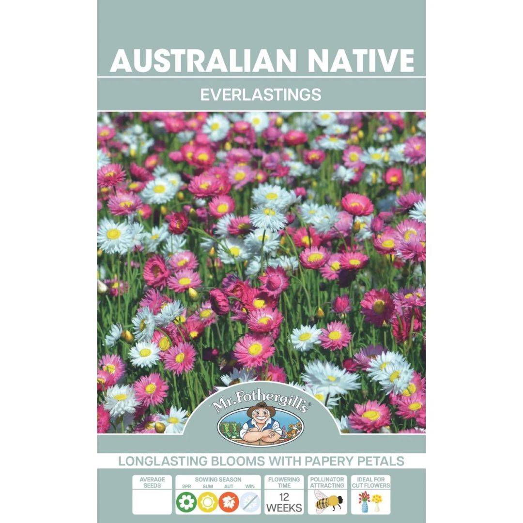 Everlasting Daisies Australian Native Seeds (E)