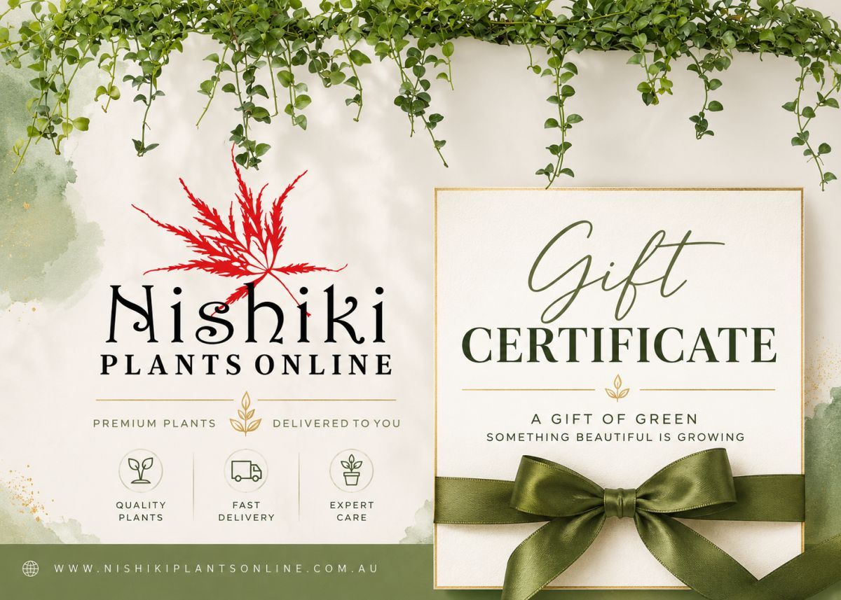 $100 Gift Certificate