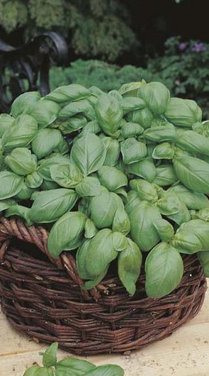 Basil Sweet Genovese 750 Seeds