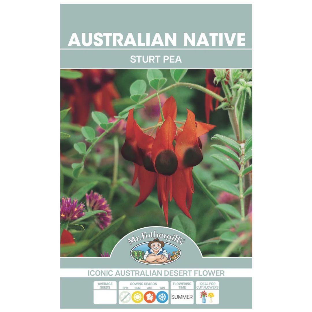 Australian Native Sturt Pea 25 Seeds