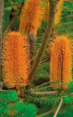 Banksia Heath Seeds