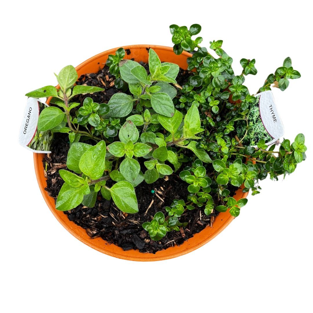 Herb Bowl 'Small' 205mm