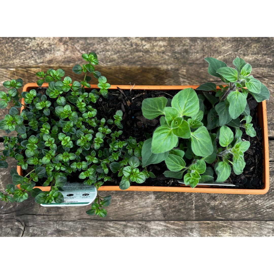 Herb Window Box 250mm