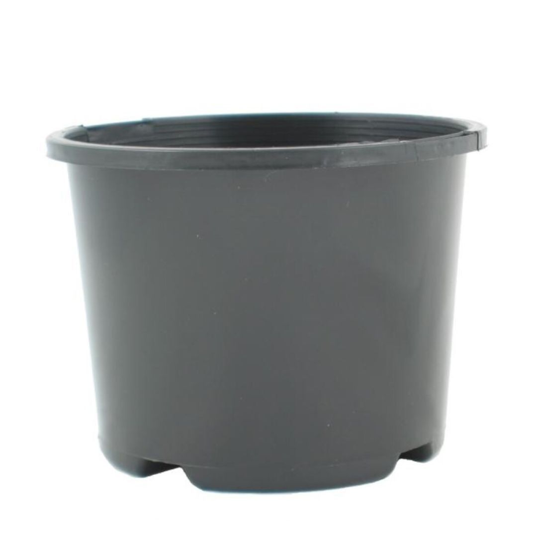 Black Pot 110mm Squat