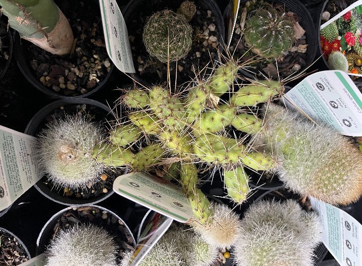 Cactus Assorted 7cm