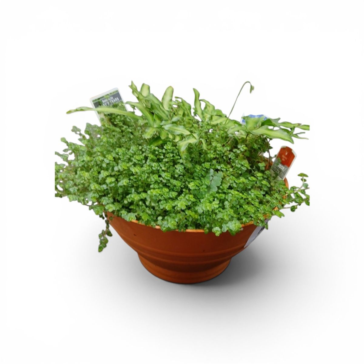 Fern Bowl Small 205mm