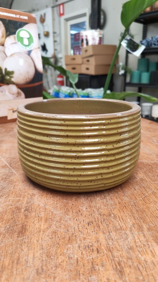 Auburn Bowl Olive - Medium