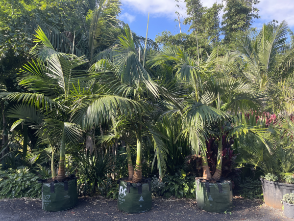 Aleander Palm