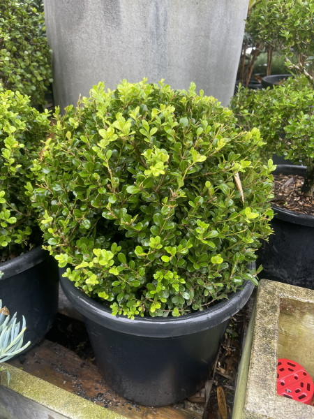 Buxus microphylla japonica  {Japanese Box}  Topiary Balls