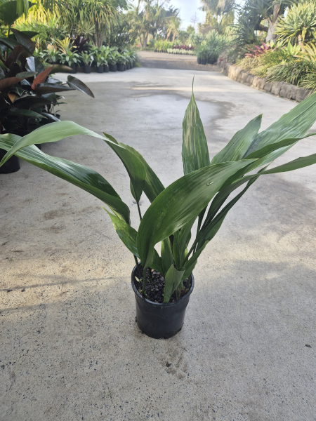 Cast Iron Plant
