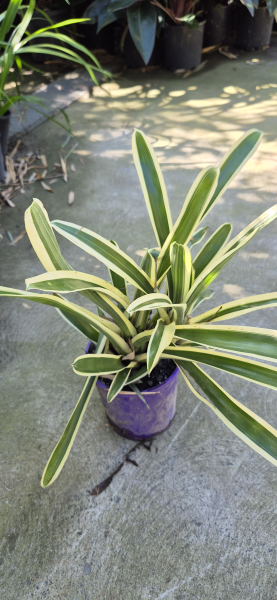 Bromeliad