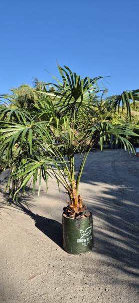 Cabbage Palm