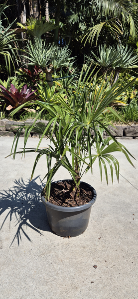 Chinese Windmill Palm