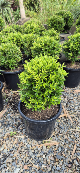 Buxus bodinieri  {Shaggy Box}  Topiary Balls
