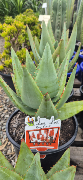 Aloe Big Red TM