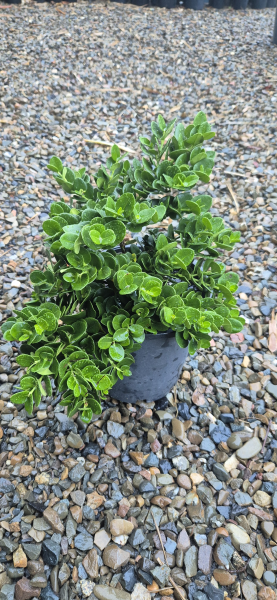 Dwarf Natal Plum