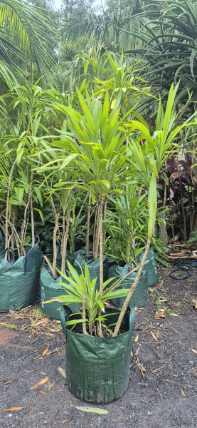Slender Palm Lily