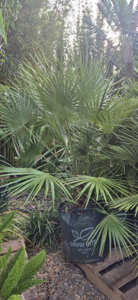 European Fan Palm
