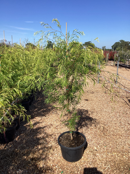 Willow Myrtle 'Lemon and Lime'