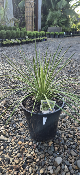 Twin Flowered Agave