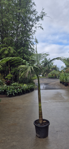 Aleander Palm
