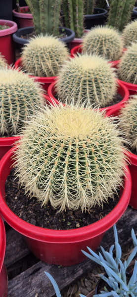 Echinocactus grusonii {Golden Barrel Cactus}