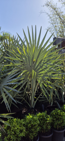 Bismark Palm