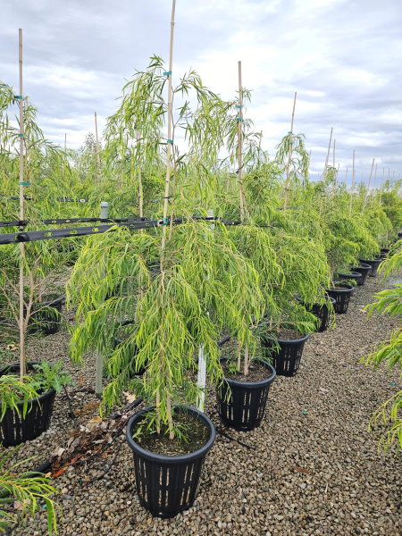 Willow Myrtle 'Lemon and Lime'